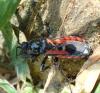 Peirates stridulus